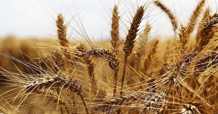 ‘Tahıl Koridoru Anlaşması, buğday fiyatlarını 500 dolardan 250 dolara düşürdü’
